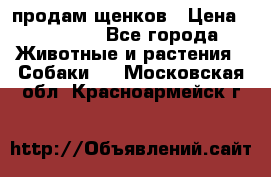 продам щенков › Цена ­ 15 000 - Все города Животные и растения » Собаки   . Московская обл.,Красноармейск г.